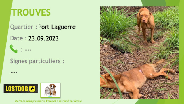 TROUVEE pitbull fauve marron clair oreilles non coupées son copain fauve est décédé à Port Laguerre Paita le 23.09.2023 Trou2939