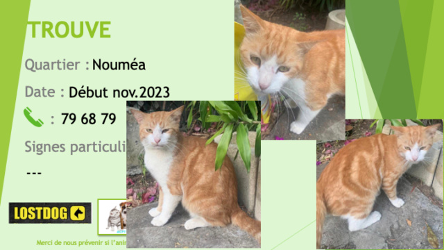 Trouvé - TROUVE chat tigré roux nez poitrail chaussettes blancs au Trianon Nouméa début Novembre 2023 Trou3005