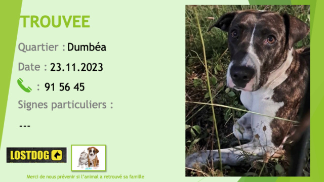 TROUVEE chienne bringée et blanche oreilles tombantes secteur Dumbéa le 23.11.2023 Trou3012