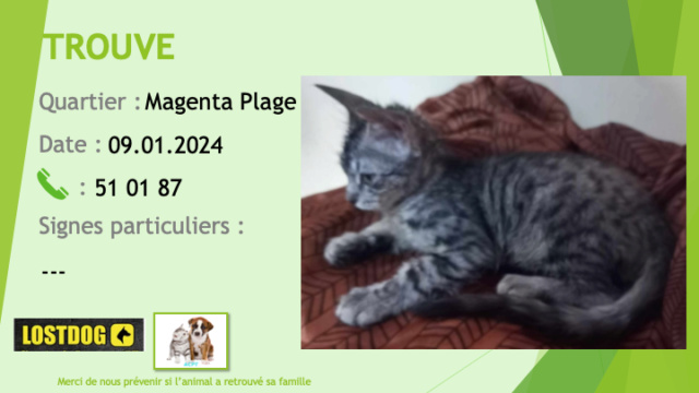 chaton - TROUVE chaton tigré gris à Magenta Plage le 09.01.2024 Trou3096