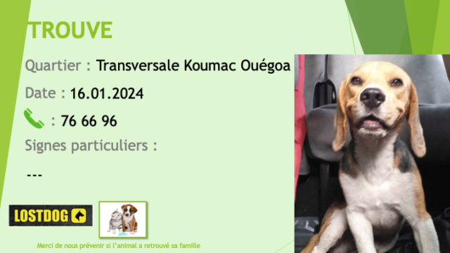 TROUVE beagle tête fauve et blanche secteur Koumac Ouégoa le 16.01.2024 Trou3117