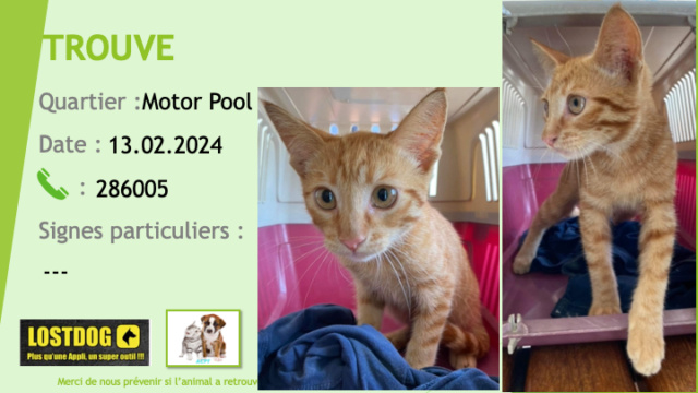 TROUVE jeune chat tigré roux au Motor Pool le 13.02.2024 Trou3157