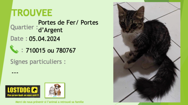 TROUVEE chatte tigrée (beige noir) chaussettes, poitrail ventre blancs, queue en panache aux Portes de Fer Portes d'Argent le 05.04.2024 Trou3239