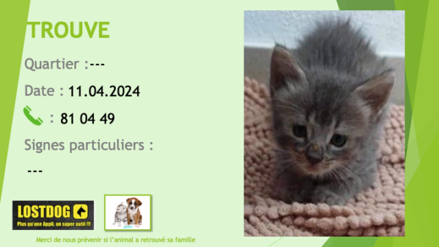 chaton - TROUVEE chaton environ 1 mois et demi grise légèrement tigré poils longs le 11.04.2024 Trou3253