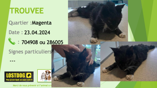 magenta - TROUVEE chatte noire chaussettes tache poitrail blanches âgée à Magenta le 23.04.2024 Trou3270
