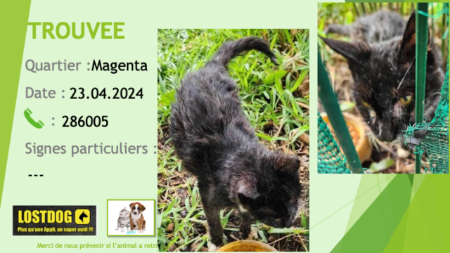 Noire - TROUVEE chatte noire chaussettes tache poitrail blanches âgée à Magenta le 23.04.2024 Trou3271