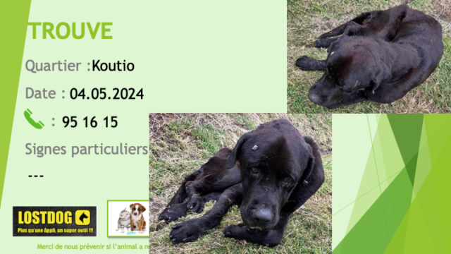 TROUVE chien noir type dogue allemand à Koutio Dumbéa le 04.05.2024 Trou3294