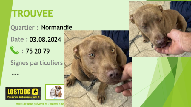 TROUVEE pitbull oreilles non coupées marron à Normandie le 03.08.2024 Trou3398