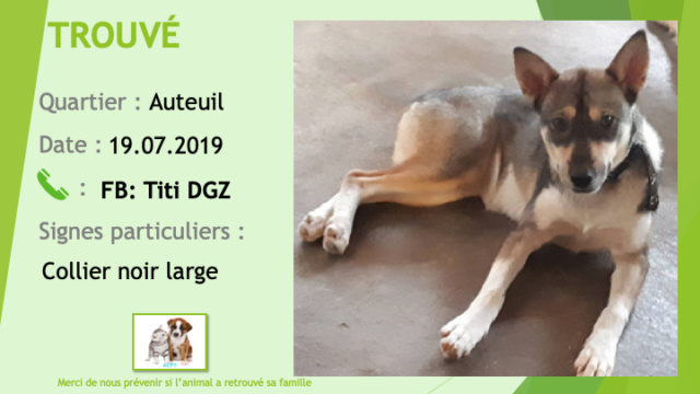 TROUVE jeune croisé husky gris beige blanc collier large noir à Auteuil le 19/07/2019 Trouv106