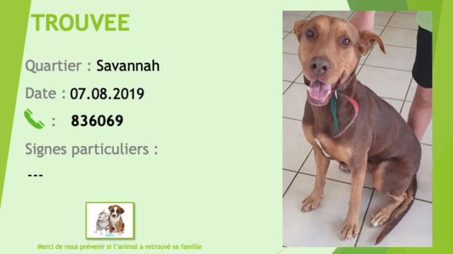 TROUVEE jeune chienne type doberman marron et beige à Savannah le 07/08/2019 Trouv136
