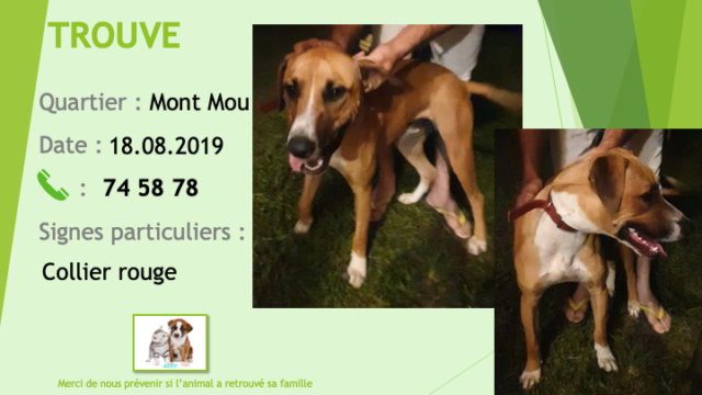 TROUVE jeune chien blanc et fauve collier rouge au Mont Mou le 18/08/2019 Trouv147