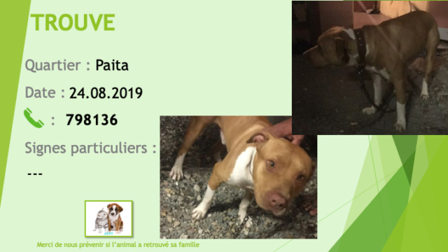 TROUVE pitbull fauve chaussettes, tâche poitrail et cou blancs à Paita le 24/08/2019 Trouv161