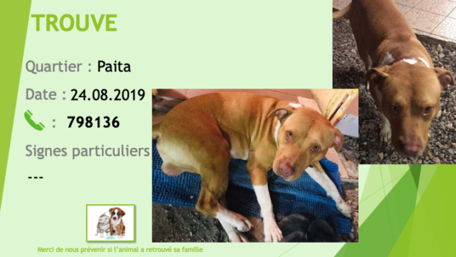 TROUVE pitbull fauve chaussettes, tâche poitrail et cou blancs à Paita le 24/08/2019 Trouv163