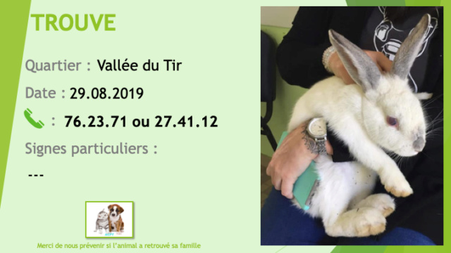 TRouve lapin blanc oreilles grises à la Vallée du Tir le 29/08/2019 Trouv173