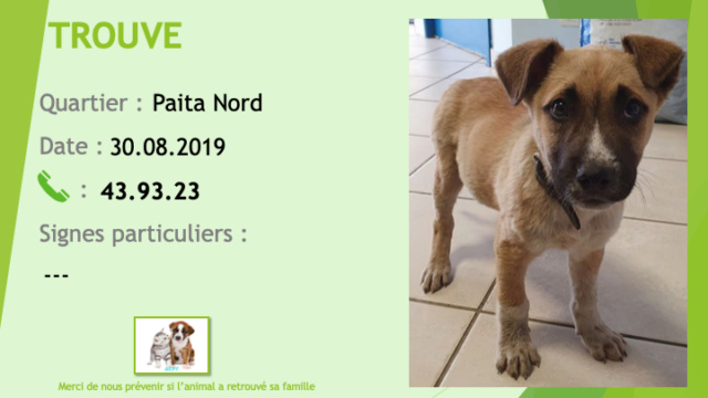 TROUVE chiot beige avec du blanc nez foncé avec collier à Paita Nord le 30/08/2019 Trouv175