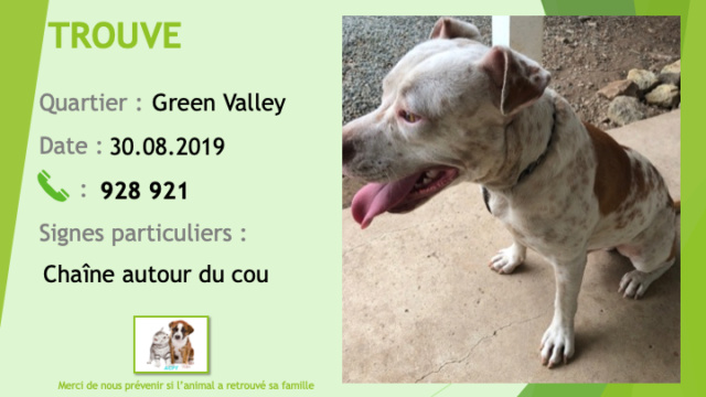 valley - TROUVE pitbull blanc tacheté de fauve (beige) chaîne au cou à Green Valley le 30/08/2019 Trouv176