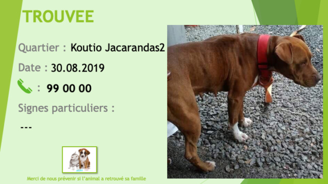 TROUVEE pitbull marron chaussettes blanches et tâche blanche poitrail oreilles non coupées à Koutio Jacarandas2 Trouv177