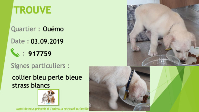 TROUVE chiot type labrador couleur crème collier bleue avec perle bleue et strass blancs à Ouémo le 03/09/2019 Trouv186