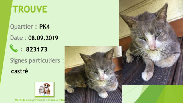 TROUVE chat gris et blanc castré au PK4 le 08/09/2019 Trouv190