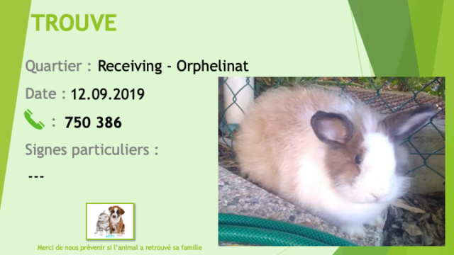 TROUVE lapin marron clair foncé et blanc secteur receiving Orphelinat le 12/09/2019 Trouv193