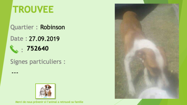 TROUVEE ROBEEN chienne fauve et blanche à Robinson le 27/09/2019 Trouv211
