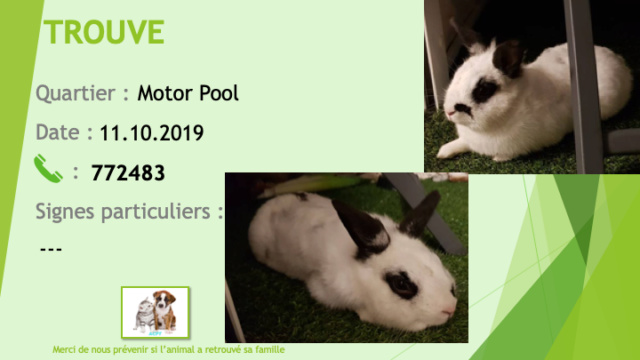 TROUVE lapin blanc avec tâches noires oeil nez dos oreilles noires au Motor Pool le 11/10/2019 Trouv224