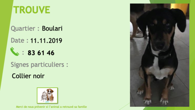 beauceron - TROUVE chien noir et feu type beauceron tâche blanche poitrail petites chaussettes blanches collier noir à Boulari le 11/11/2019 Trouv268