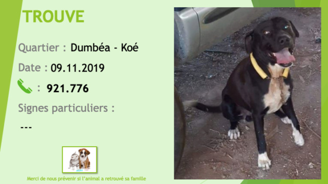 chien - TROUVE chien noir type pitbull noir avec tâche poitrail et chaussettes blanches à Dumbéa Koé le 09/11/2019 Trouv270