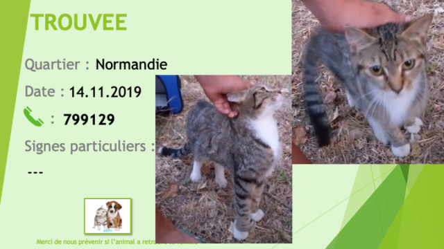 TROUVEE chatte tigrée poitrail et chaussettes blancs à Normandie le 14.11.2019 Trouv273