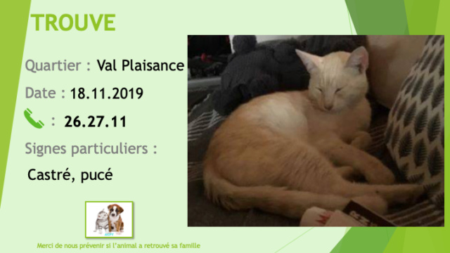 plaisance - TROUVE chat couleur sable tigré castré et pucé à Val Plaisance le 18/11/2019 Trouv274