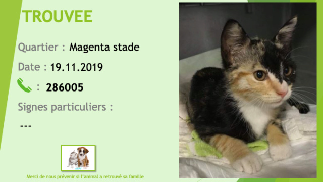 chaton - TROUVEE chaton 3 couleurs noire blanche sable (isabelle) à Magenta le 19/11/2019 Trouv275