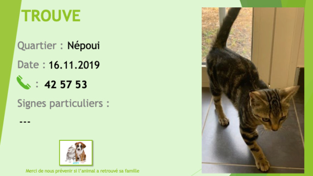 TROUVE chaton tigré environ 3 mois à Népoui le 16/11/2019 Trouv276