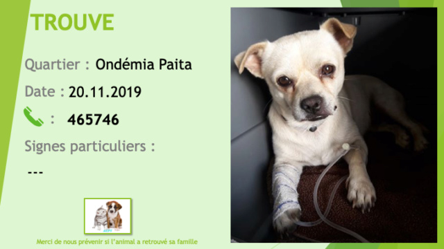 TROUVE chihuahua couleur crème à Ondémia Paita le 20/11/2019 Trouv280