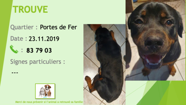 TROUVE rottweiler aux Portes de Fer le 23/11/2019 Trouv289