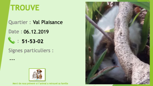 TROUVE cochon d'Inde blanc et marron à Val Plaisance le 06/12/2019 Trouv302