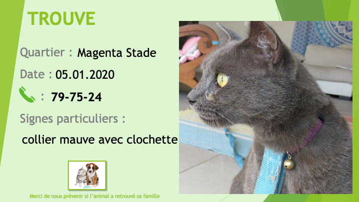 TROUVÉ chat gris chartreux (souris) collier mauve avec clochette à Magenta Stade le 05/01/2020 Trouv372