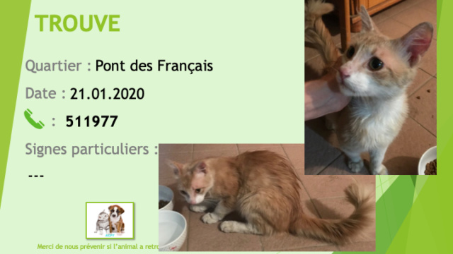 TROUVE jeune chat tigré avec chaussettes et bout de nez et poitrail blanc au Pont des Français le 21/01/2020 Trouv402