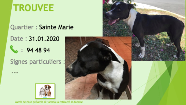 TROUVEE KANAKY pitbull noire et blanche à Sainte Marie rue de verteuil le 31/01/2020 Trouv415