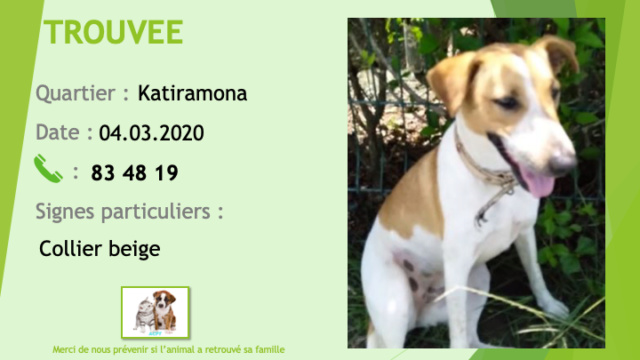 TROUVEE chienne blanche et fauve collier beige clair à Katiramona le 04/03/2020 Trouv472