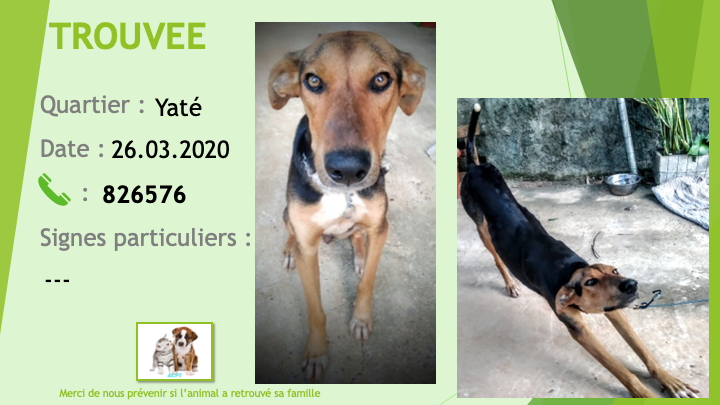 yaté - TROUVEE chienne type berger / lévrier noire et feu à Yaté le 21/03/2020 Trouv493