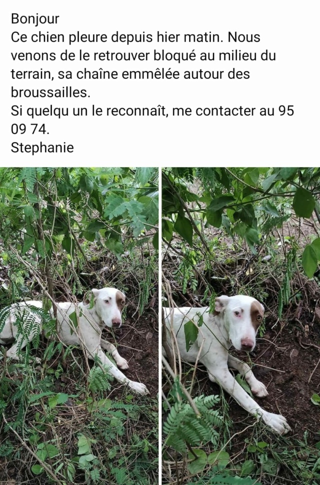 TROUVEE jeune chienne blanche avec tâche marron autour de l'oeil gauche aux 3 Vallées Paita le 03/01/2021 Trouv505