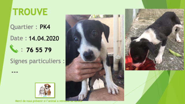 TROUVE chiot noir et blanc au PK4 le 14/04/2020 Trouv518