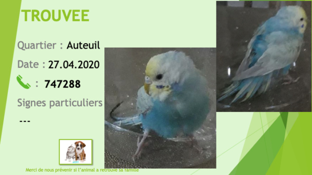TROUVEE perruche ondulée bleue tête blanche et jaune à Auteuil le 27/04/2020 Trouv527