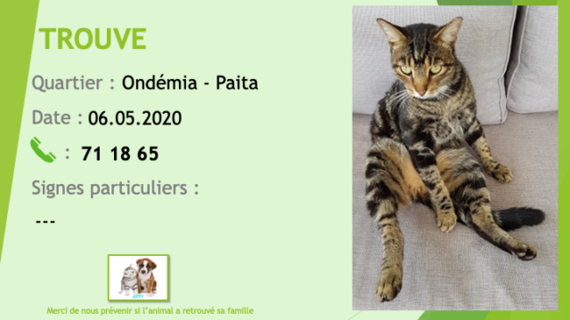 TROUVE chat tigré beige et noir (grosses rayures) castré à Ondémia, Paita le 06/05/2020 Trouv541