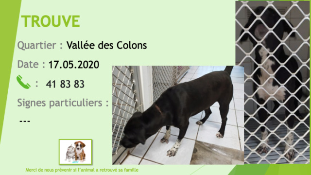 TROUVE croisé labrador? noir tache blanche poitrail à la Vallée des Colons le 17/05/2020 Trouv564