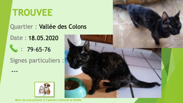 TROUVEE chatte écaille de tortue âgée à la Vallée des Colons le 18/05/2020 Trouv565