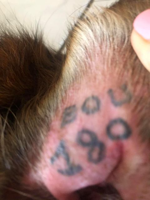 TROUVEE FIFI (SHENZY) chienne type berger poils mi longs au niveau des oreilles tache blanche poitrail tatouée BOU180 à Tina sur Mer le 20/02/2021 Trouv568