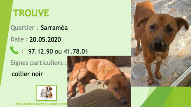 TROUVE chien couleur fauve tache blanche poitrail collier noir à Sarraméa le 20/05/2020 Trouv568