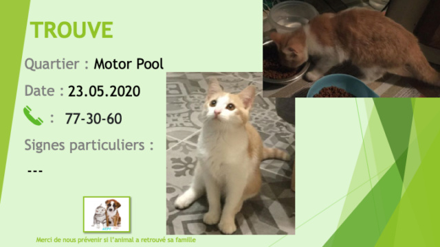 TROUVE chaton roux et blanc au Motor Pool le 23/05/2020 Trouv570