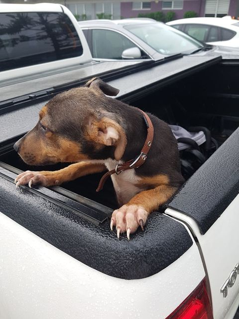 TROUVE chiot noir feu avec poitrail et chaussettes blancs collier rouge ou bordeux ou marron à Apogoti Dumbéa sur Mer le 14/04/2021 Trouv595